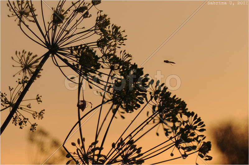 Комар и укроп