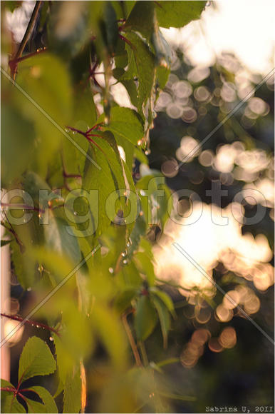 Дикий виноград на закате