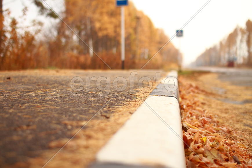 Осенние листья на дороге