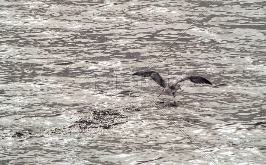 Чайка бегущая по воде