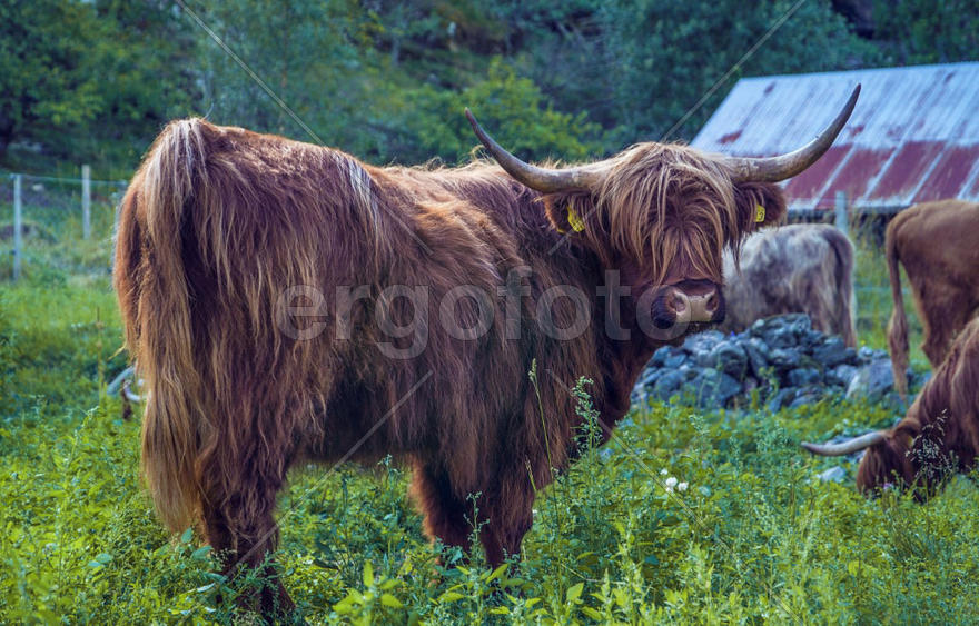 Норвежский длинношерстный бык