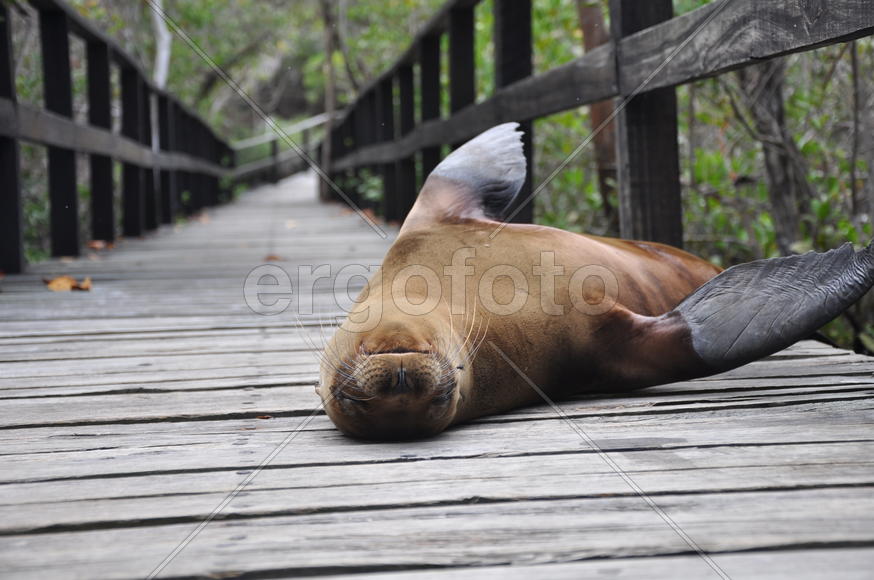 Не добрался до дому...