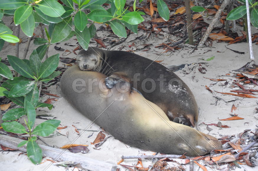 Твикс по Галапагосски