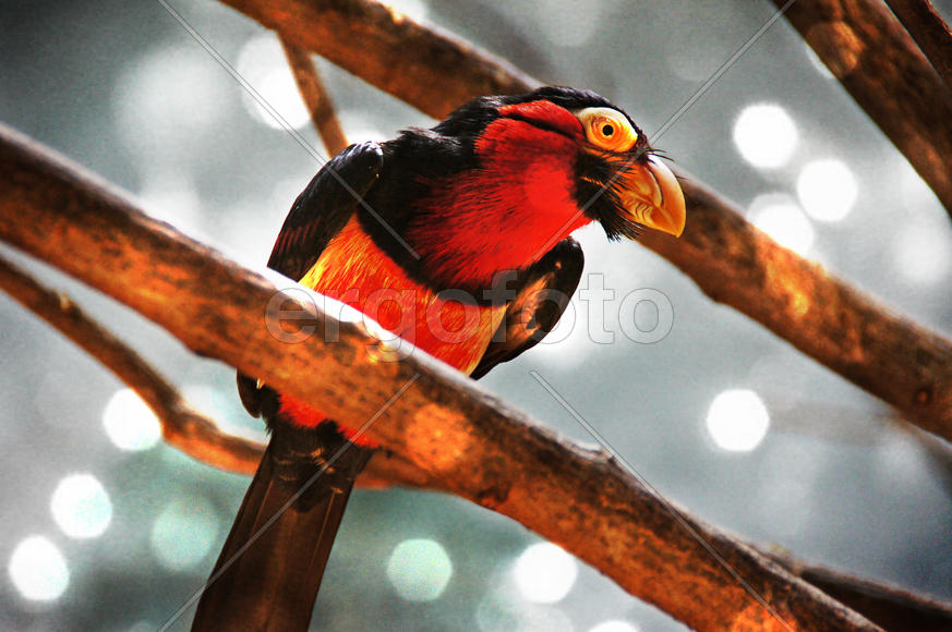 Красный попугай