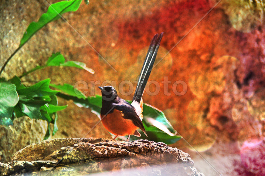 Птичка с длинным хвостом