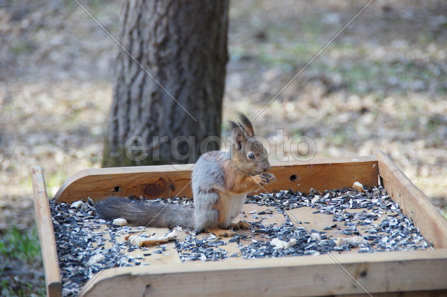 Белка которая ест орехи