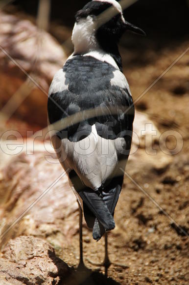 Задумчивая птица 