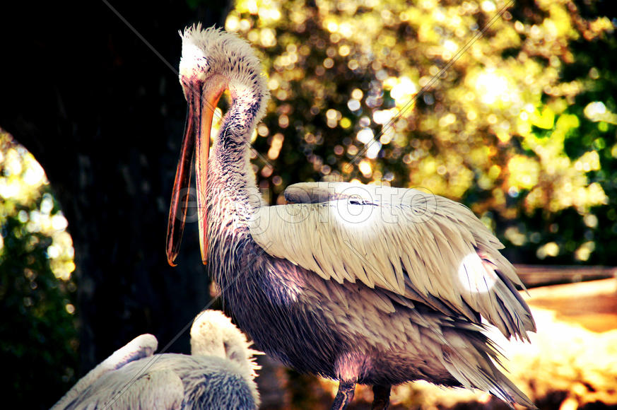 Неухоженный пеликан