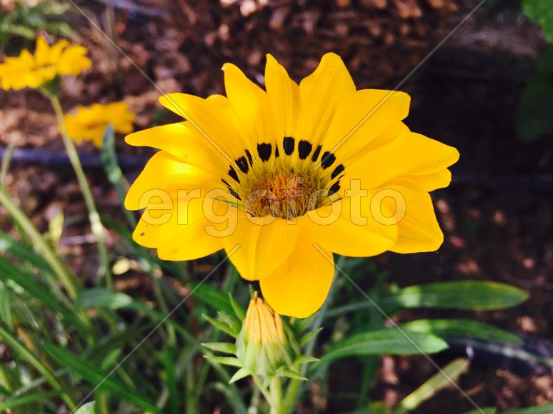 желтый цветок