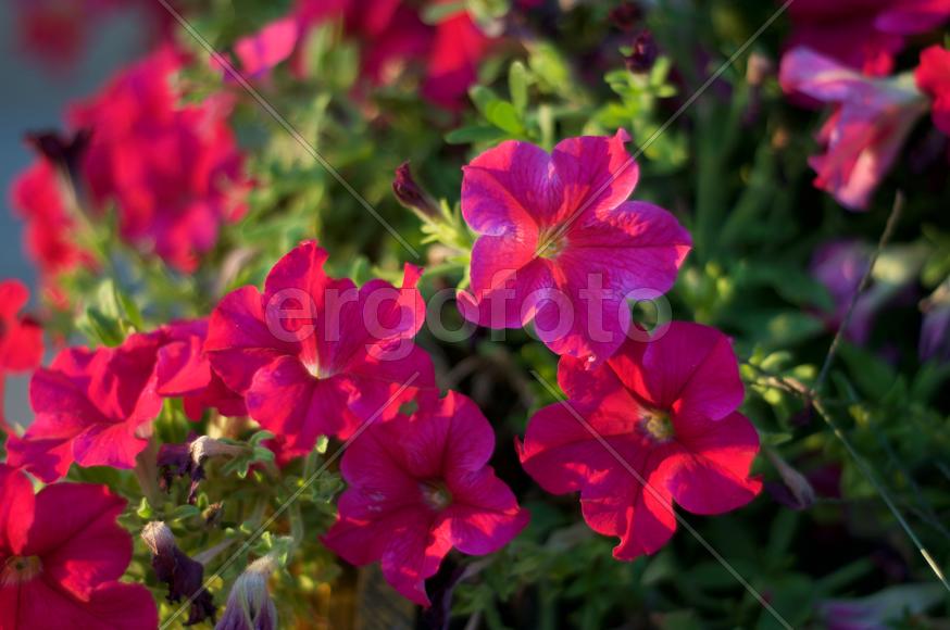 Яркие красные цветы