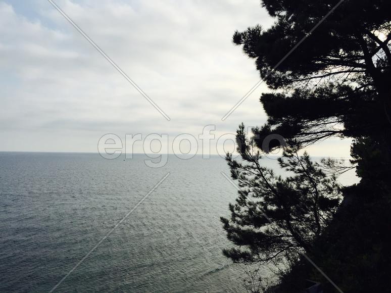 Деревья на берегу