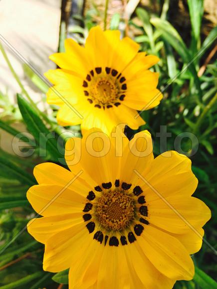 Жёлтые цветы