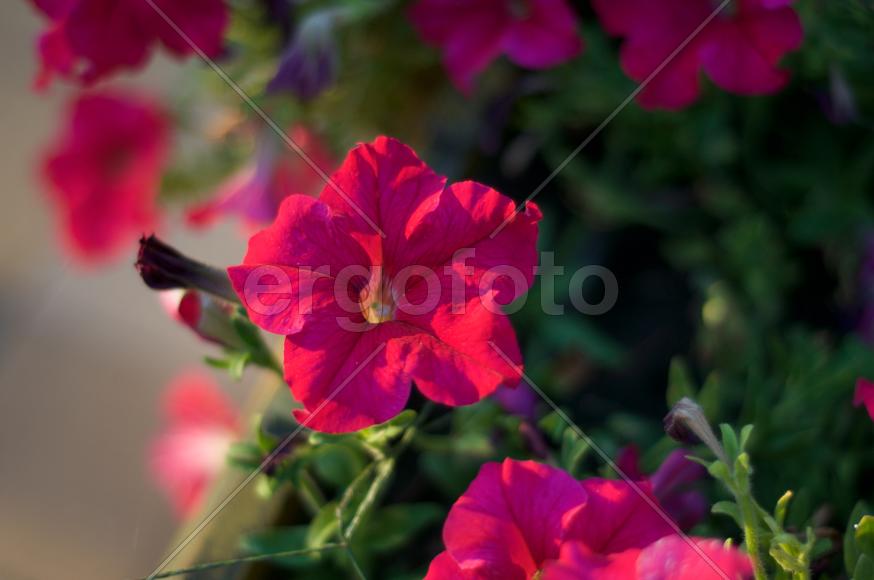 Яркие красные цветы