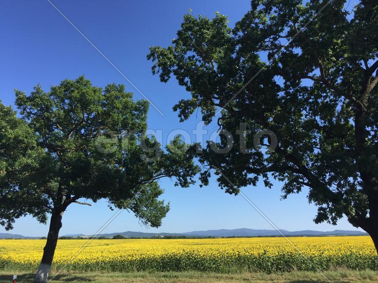 Деревья в поле