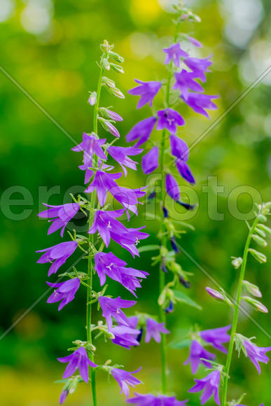 Сиреневые цветы на зеленом фоне 