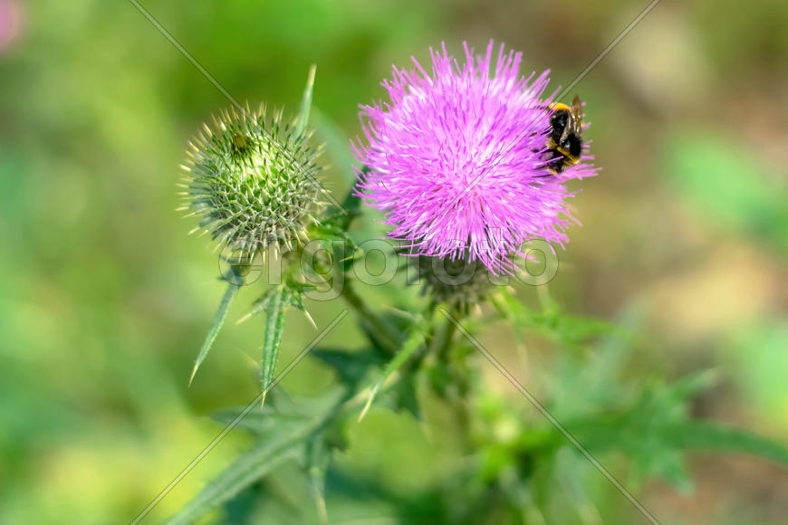 Цветок репейника и насекомое