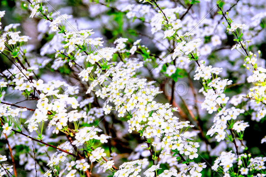 Бутоны белых цветов 