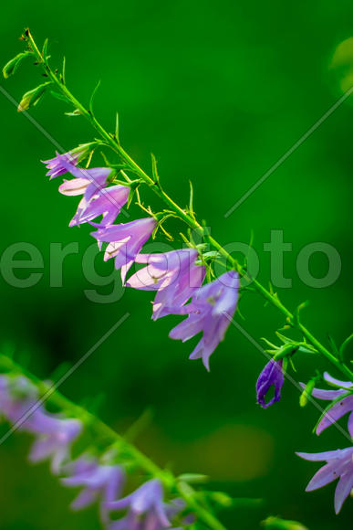 Сиреневые цветы на зеленом фоне 