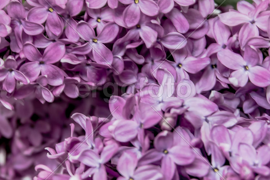 Цветы сирени 