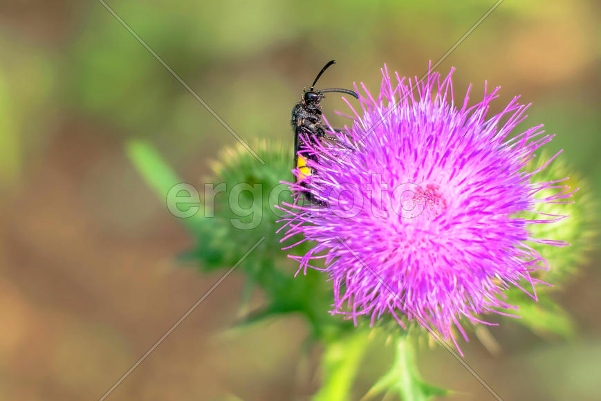 Ветка репейника и насекомое