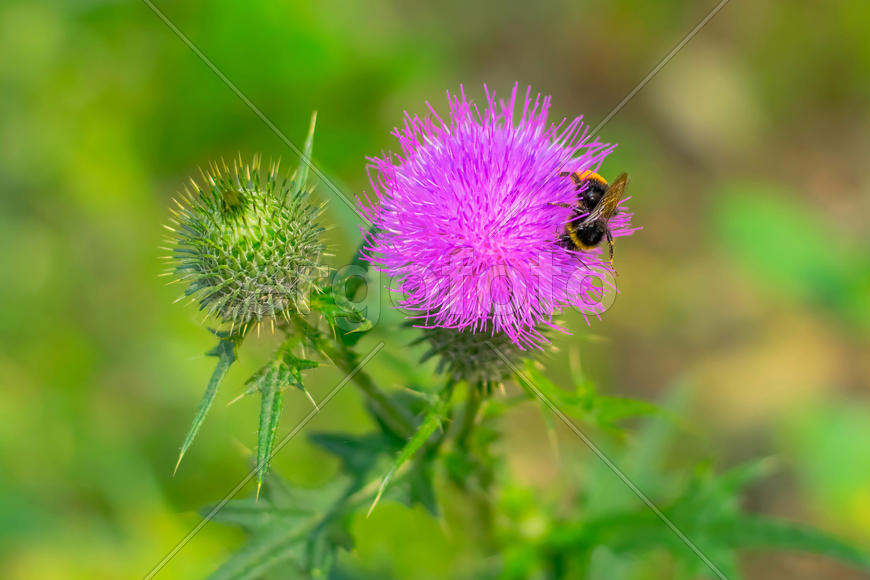 Ветка репейника и насекомое