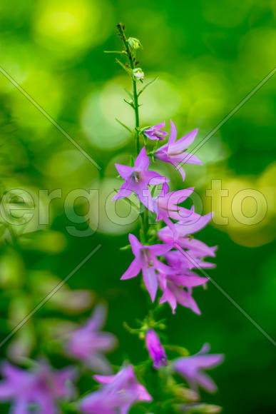 Сиреневые цветы на зеленом фоне 