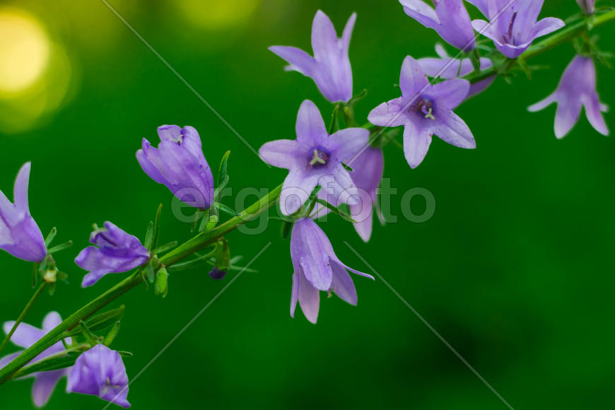 Сиреневые цветы на зеленом фоне 
