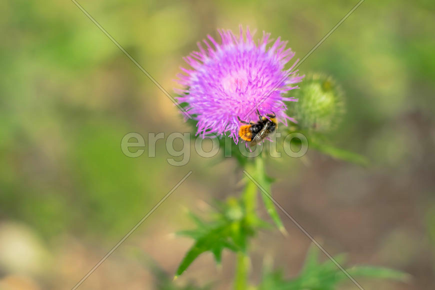 Ветка репейника и насекомое