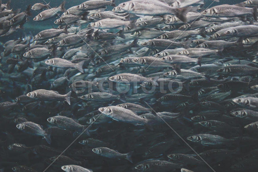 Множество рыб