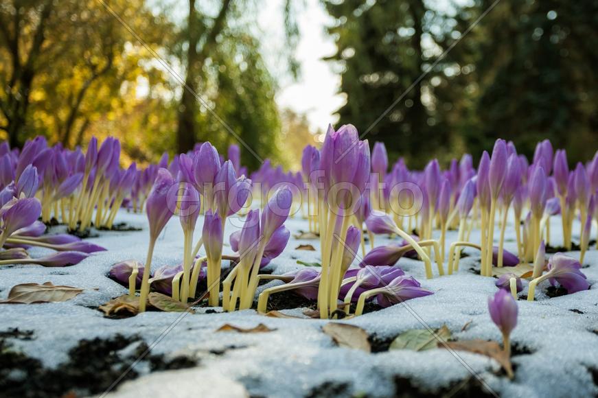 Осенние цветы безвременник