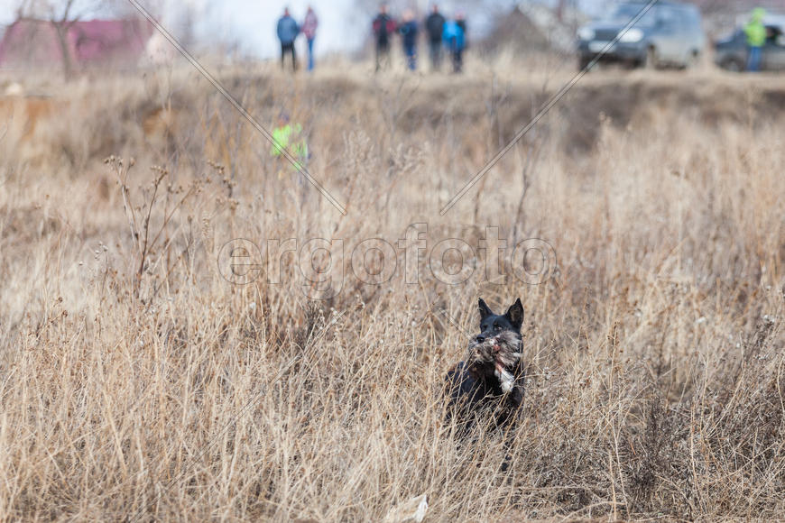 Собака на поле с добычей