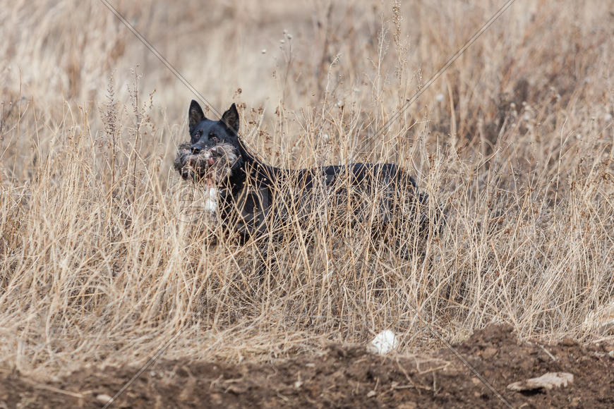Собака на поле