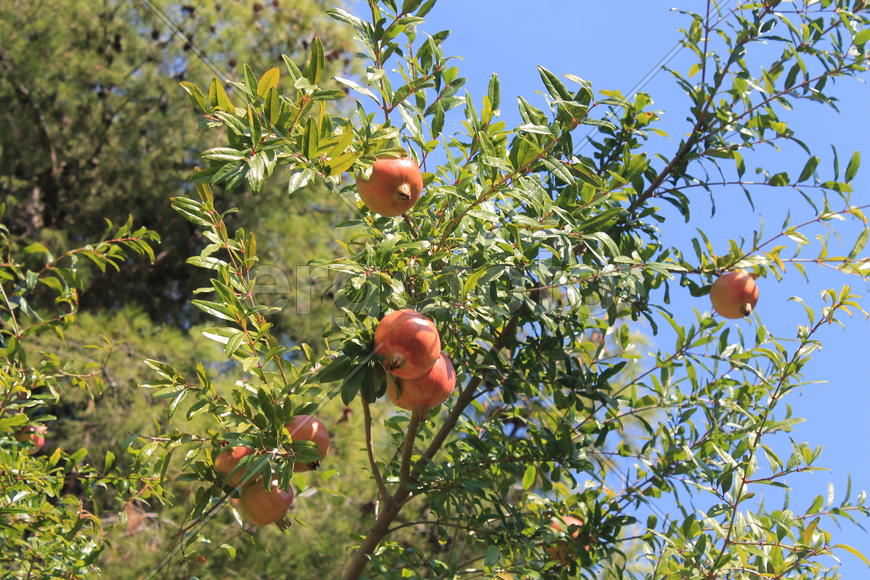 Растительность