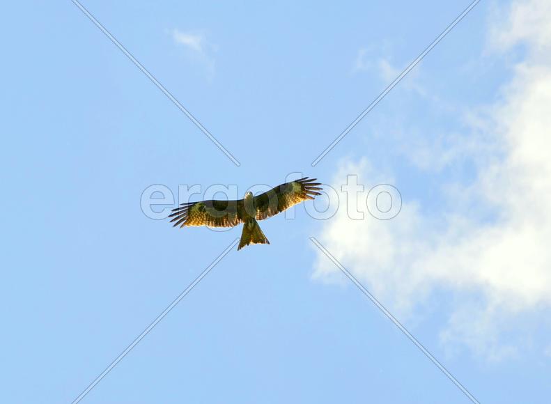 Коршун. Парящая в небе птица. 