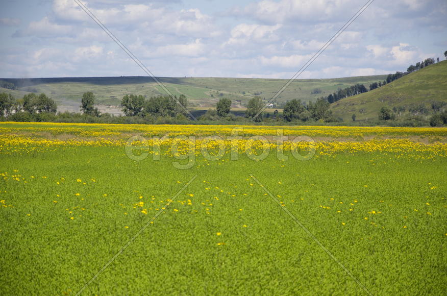 Цветочное поле