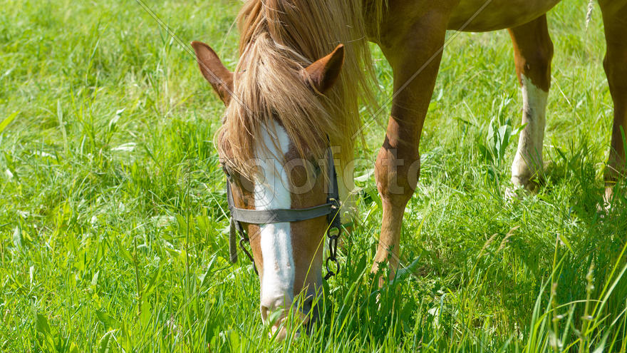 Лошадь пасется на лугу
