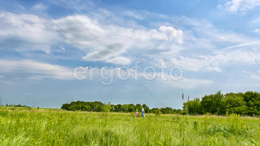 Зелёный луг, небо и лес