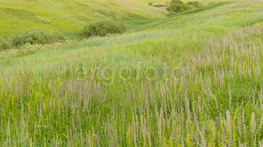 Зеленый луг с душистой мятой