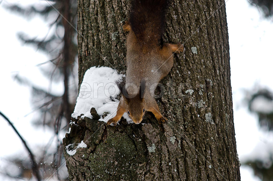 Белочка на дереве