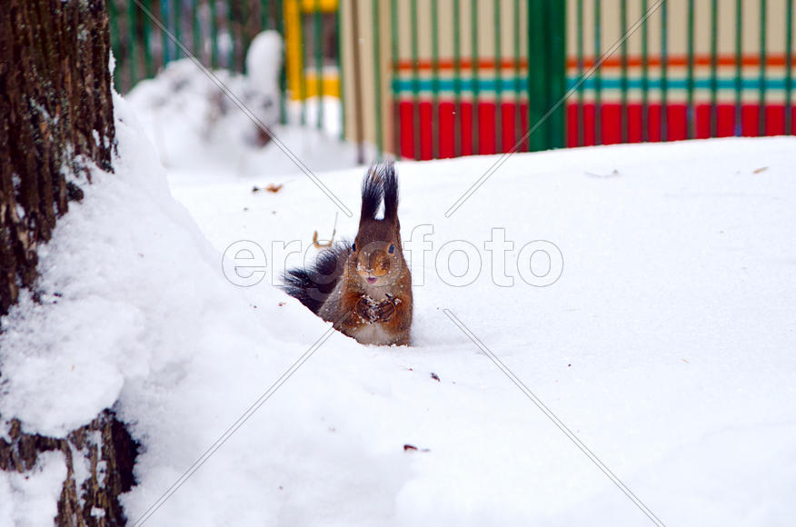 Белочка в зимнем парке 