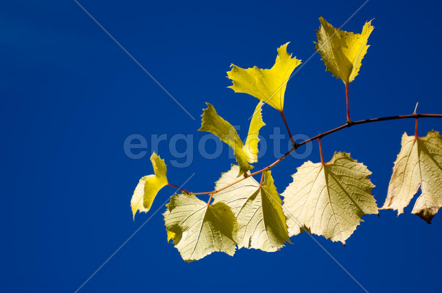 Листья на фоне неба