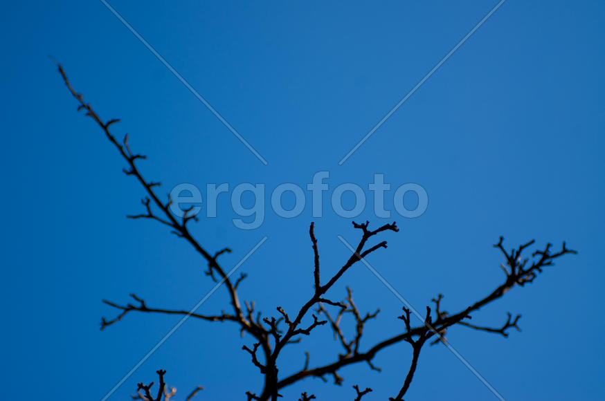 Ветки на фоне неба