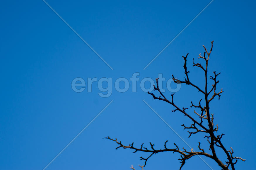 Ветки на фоне неба