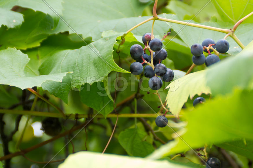 Синие ягоды на кусте