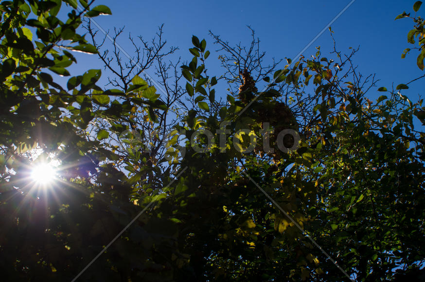 Куст на фоне неба