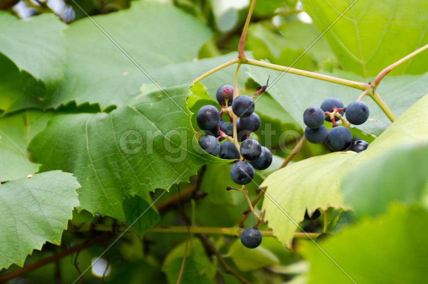 Гроздь винограда