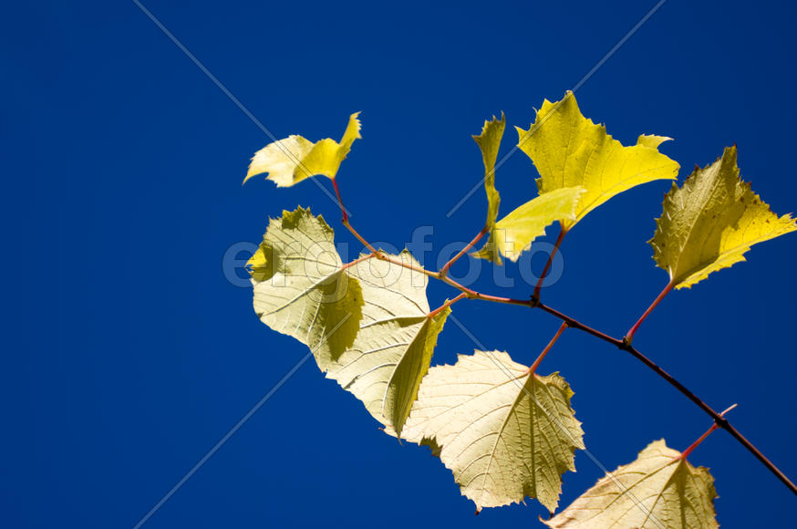 Осенние листья на фоне неба