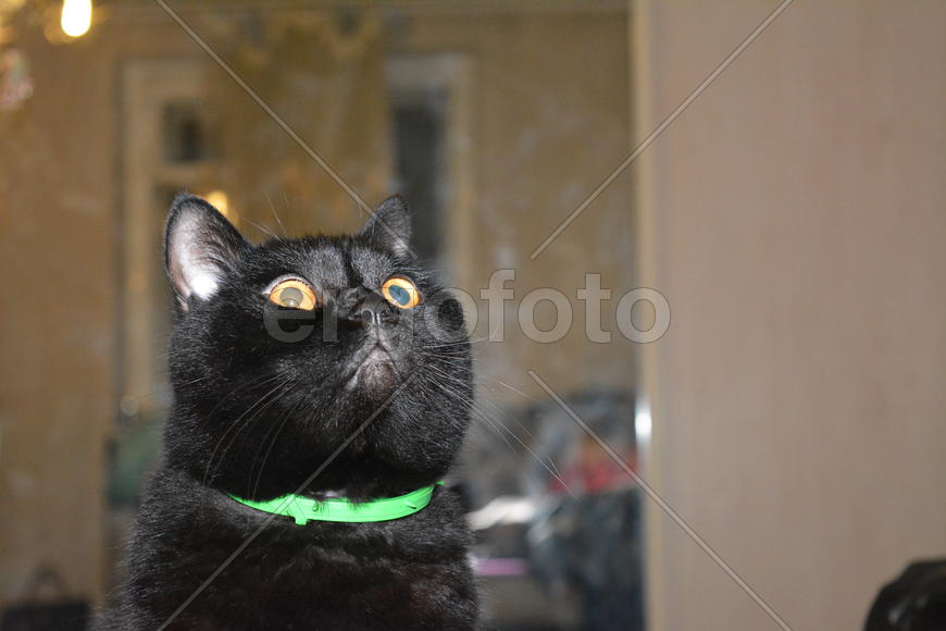 Кот с удивленным взглядом