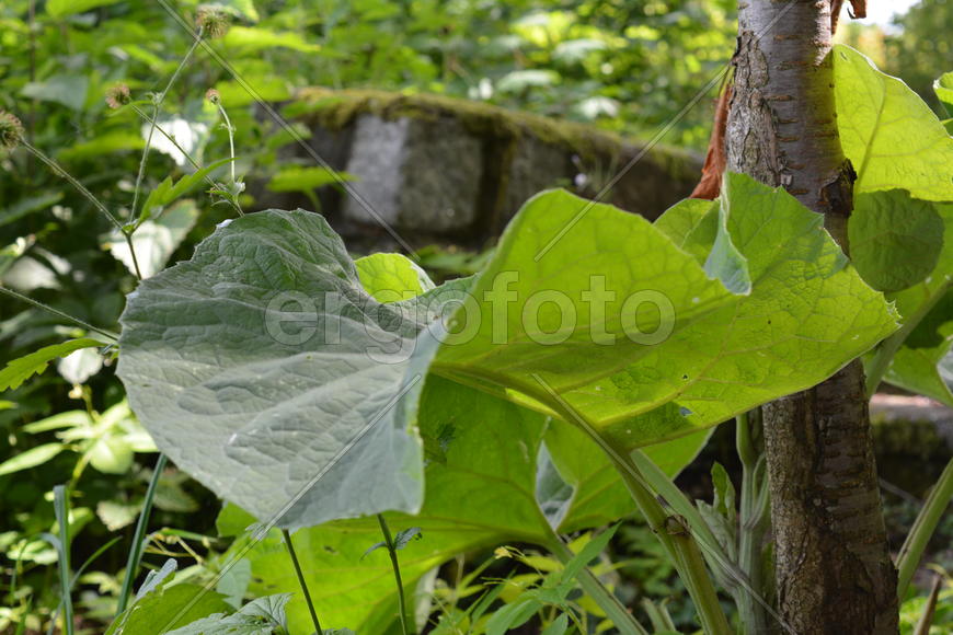 Лист лопуха