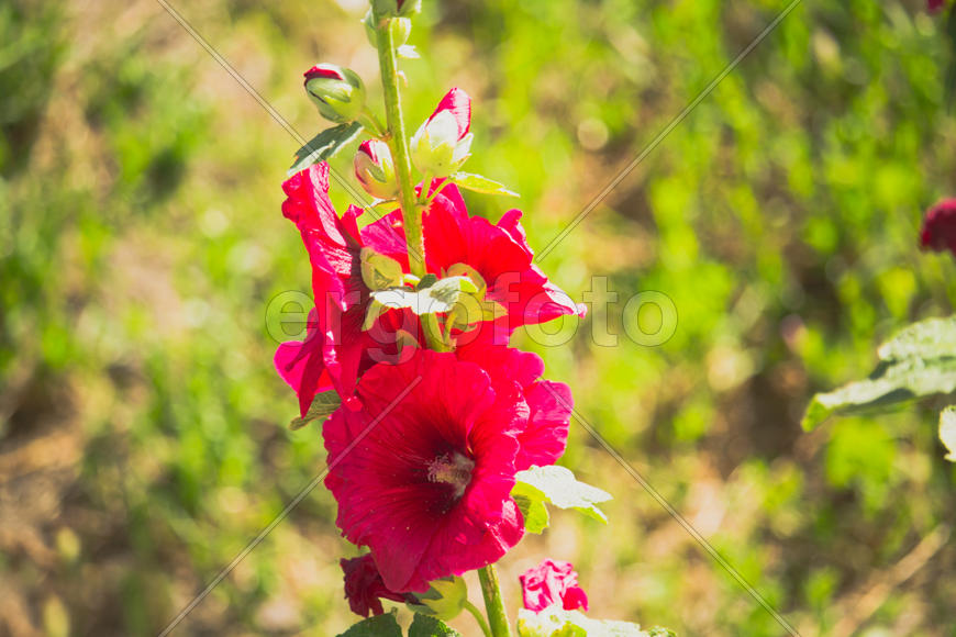 Красный цветок мальвы